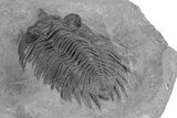 Rare Treveropyge Berbera Trilobite - Exceptional Specimen #255439-5